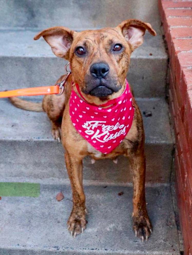 Enlarge Avia~ dainty cuddle bug, a Adoptable mixed breed in Wilsonville, OR image 4/4