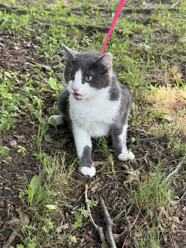 Sir Lancelot, Adult Male Domestic Short Hair