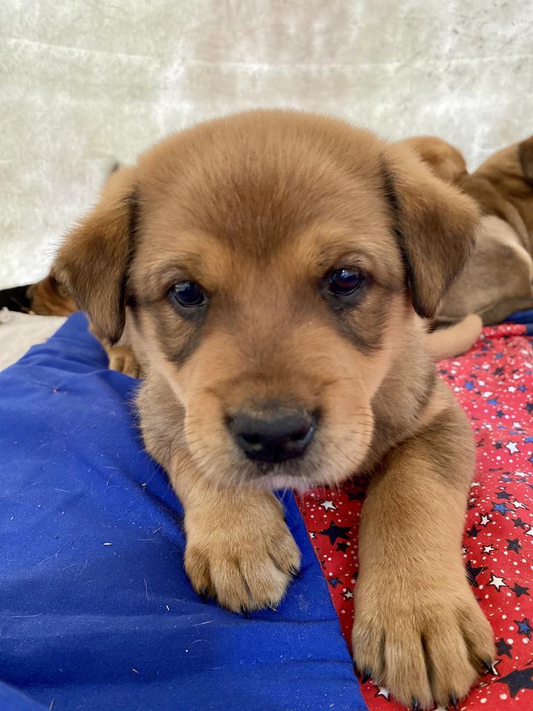 CULVERT PUPS- largest male, Adopted, Adult Male Labrador Retriever & Shepherd.