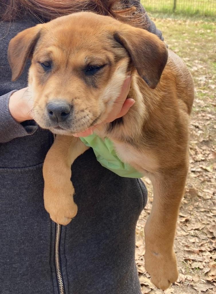 Enlarge CULVERT PUPS- largest male, a Adopted mixed breed in Quinlan, TX image 2/3