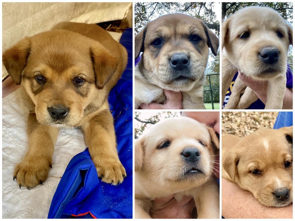 Enlarge CULVERT PUPS- largest male, a Adopted mixed breed in Quinlan, TX image 3/3