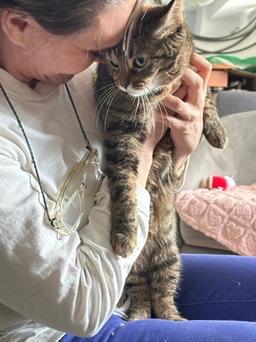 Enlarge Blanket your new snuggle friend!, a Adoptable American Shorthair in Guilford, CT image 4/6