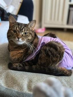 Enlarge Blanket your new snuggle friend!, a Adoptable American Shorthair in Guilford, CT image 1/6