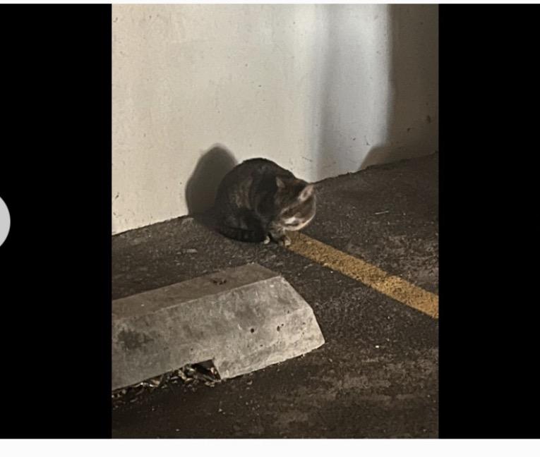 Enlarge Blanket your new snuggle friend!, a Adoptable American Shorthair in Guilford, CT image 6/6