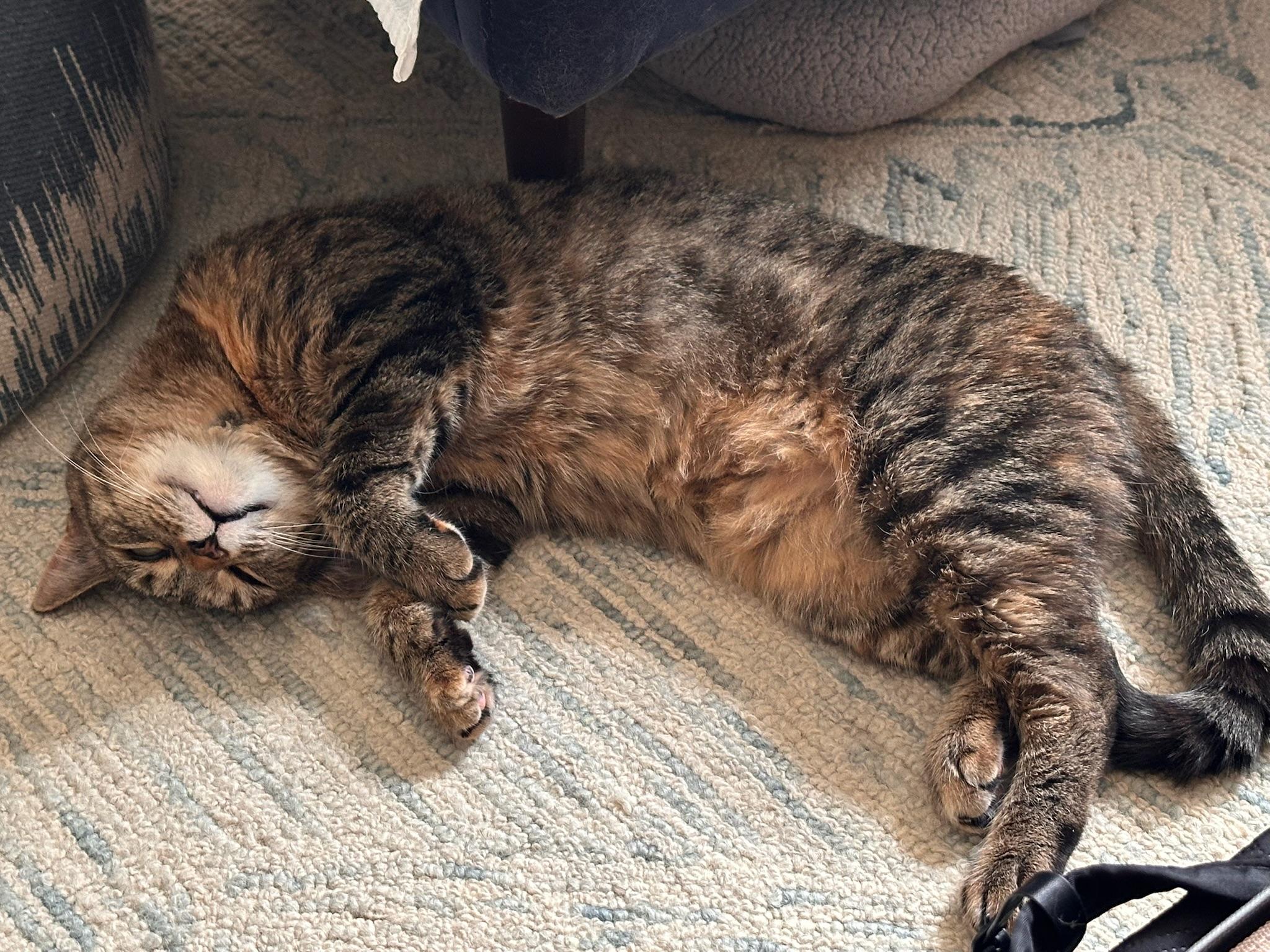 Enlarge Blanket your new snuggle friend!, a Adoptable American Shorthair in Guilford, CT image 3/6