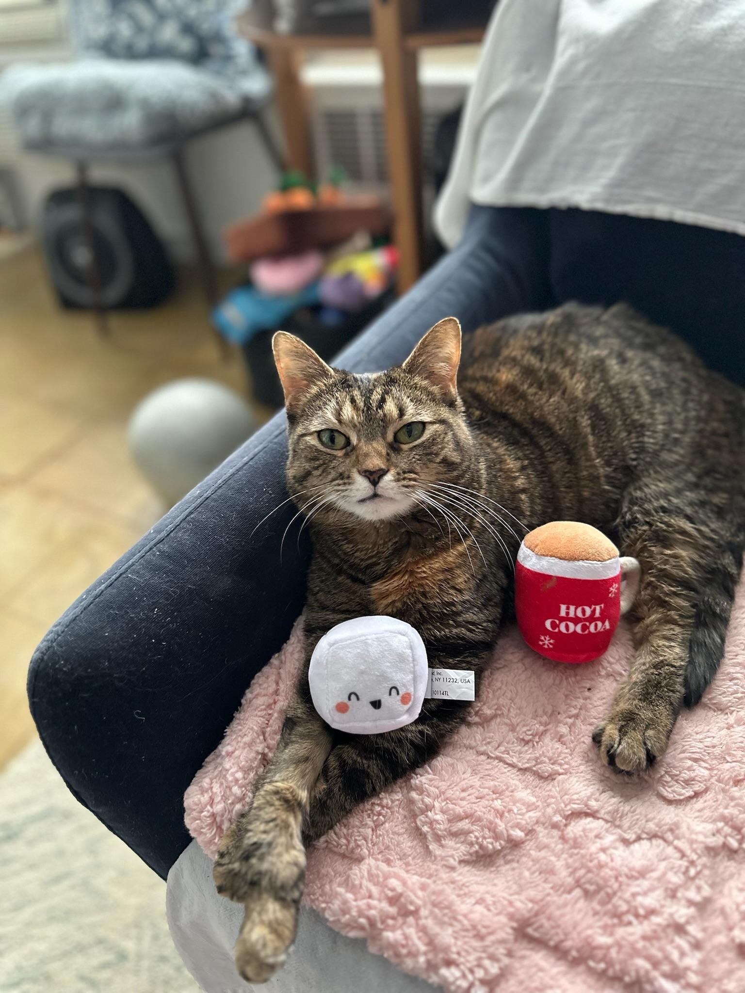 Enlarge Blanket your new snuggle friend!, a Adoptable American Shorthair in Guilford, CT image 2/6