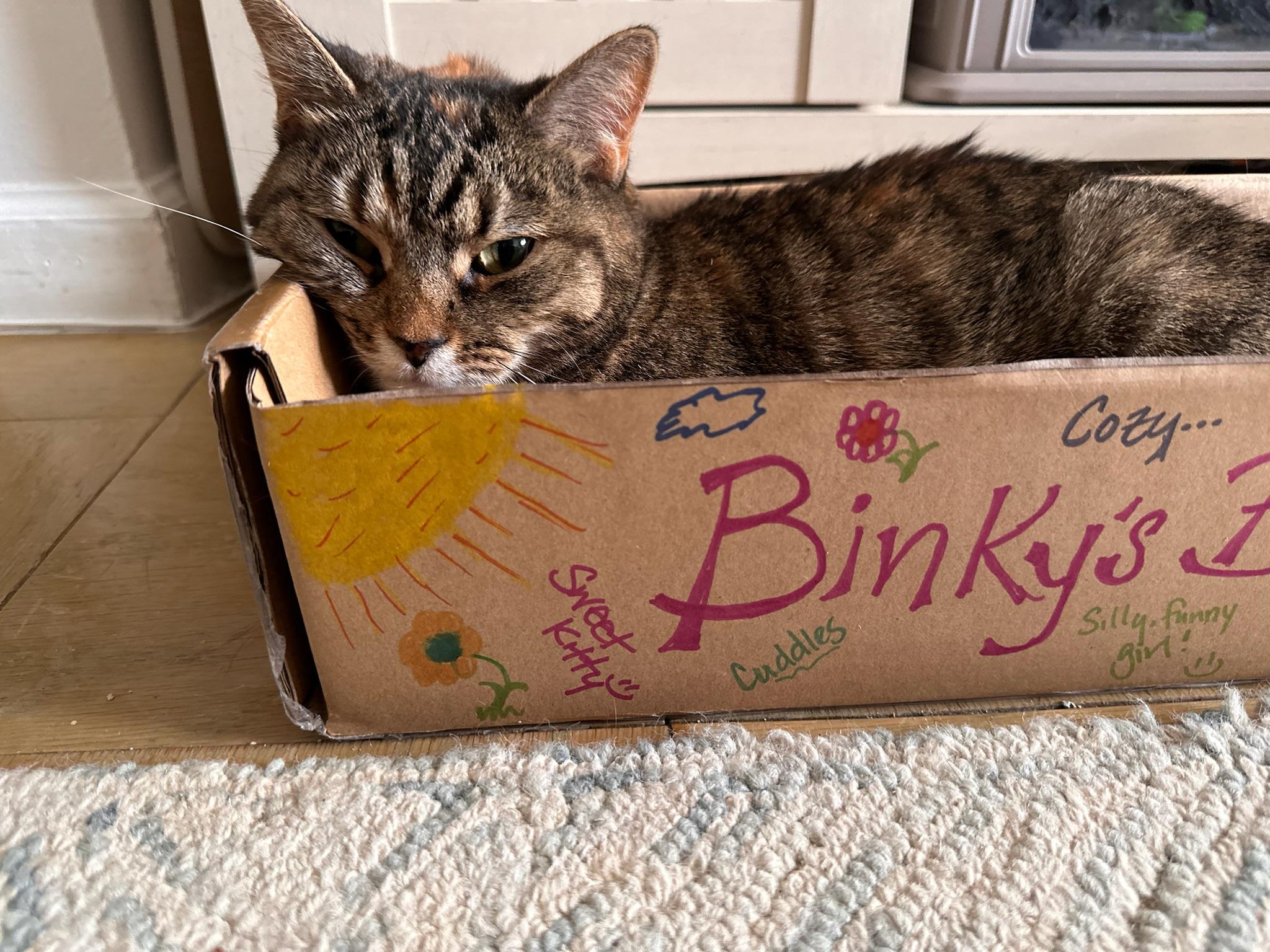 Enlarge Blanket your new snuggle friend!, a Adoptable American Shorthair in Guilford, CT image 1/6