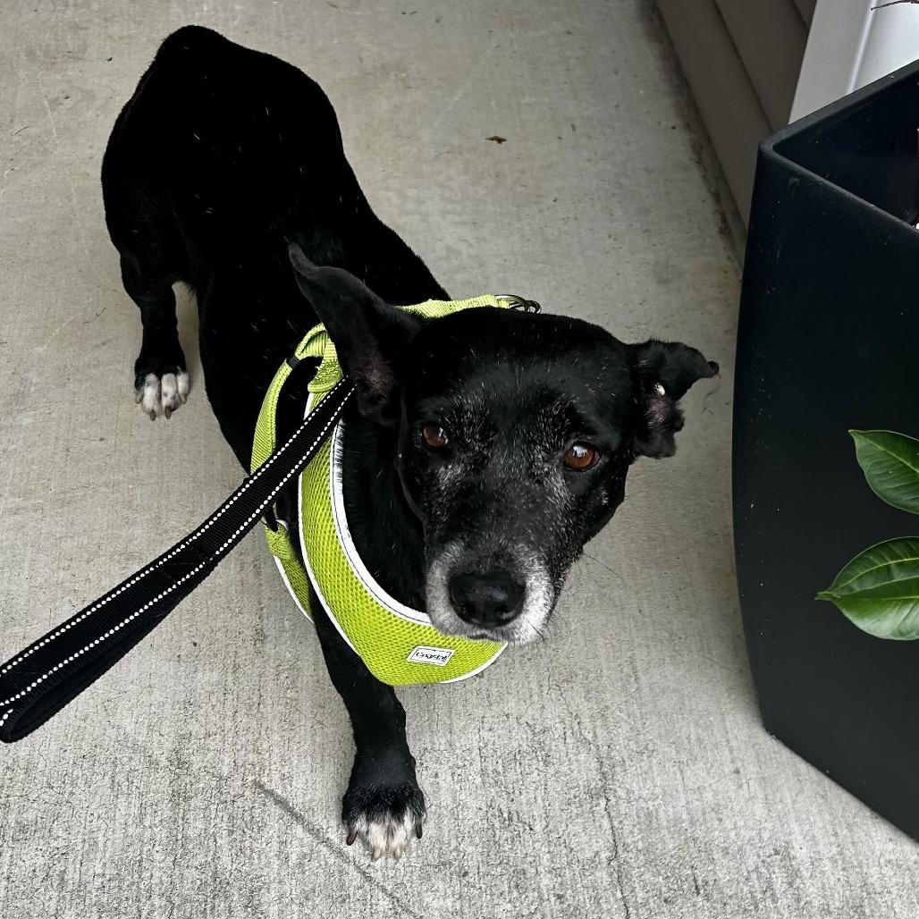 Ella, Adoptable, Senior Female Cardigan Welsh Corgi.