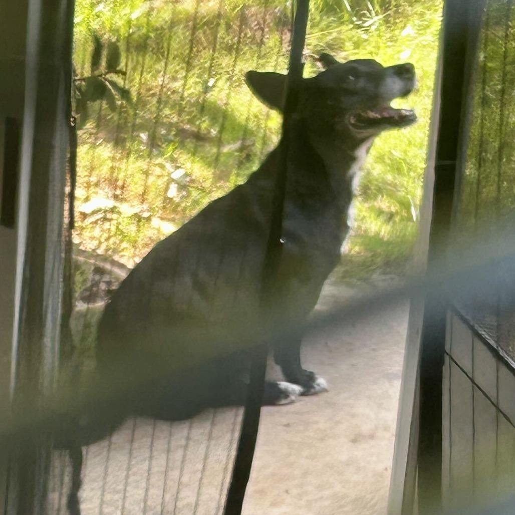 Enlarge Ella, a Adoptable Cardigan Welsh Corgi in Valdosta , GA image 2/3
