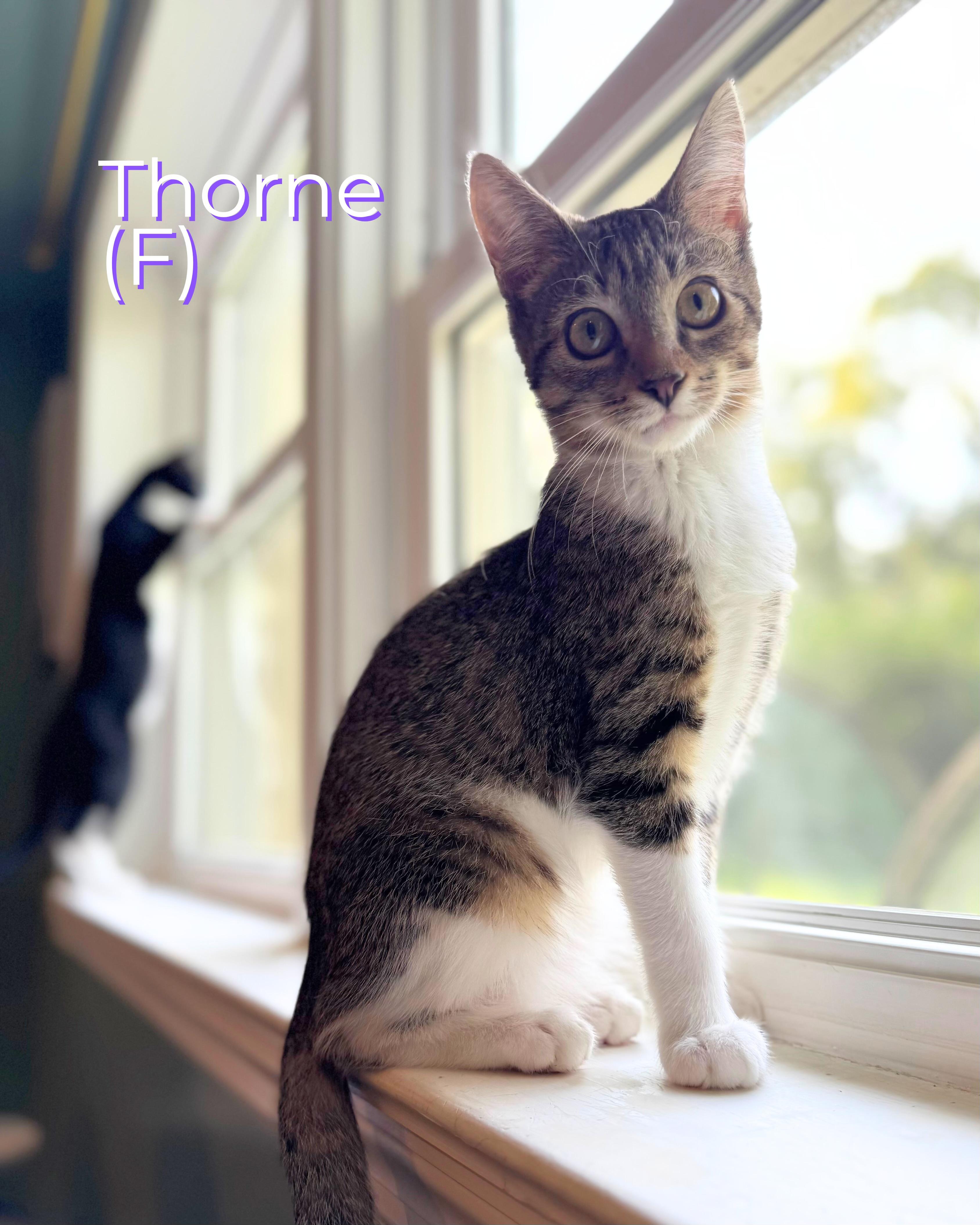Enlarge Thorne, a Adoptable Domestic Short Hair in Elverson, PA image 1/1