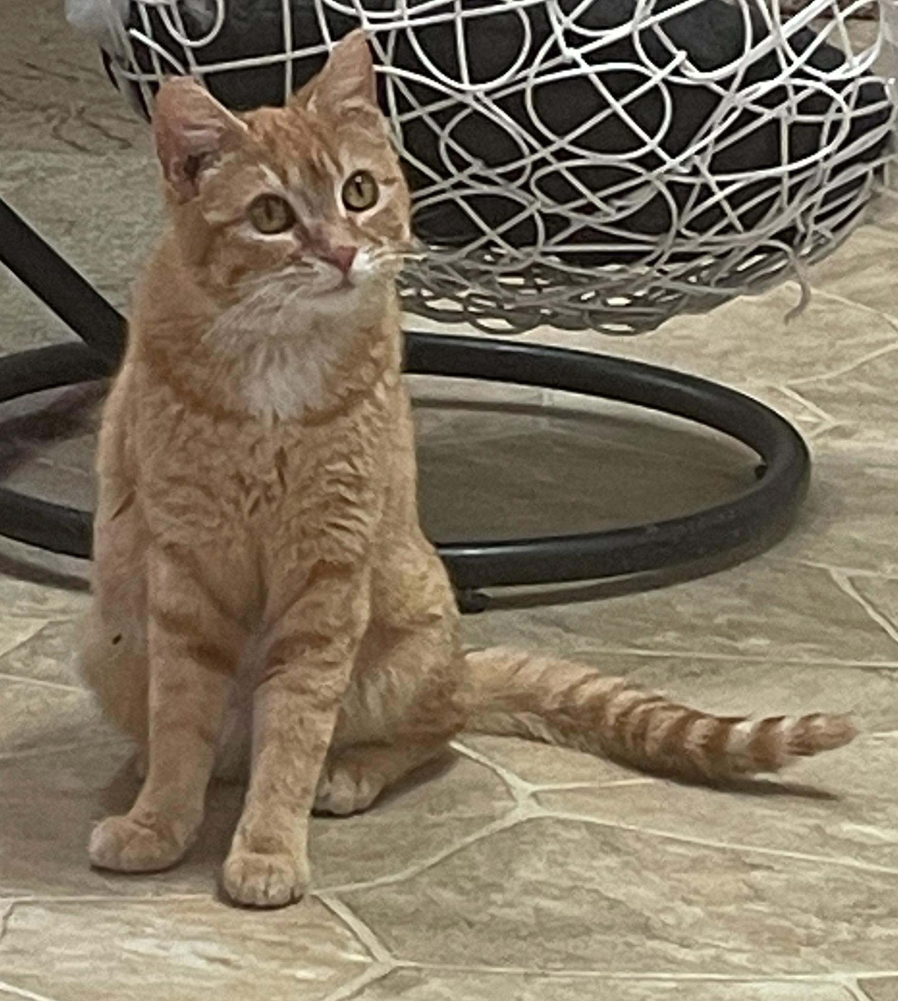 Enlarge Tiny, a Adoptable Domestic Short Hair in Neillsville, WI image 6/6