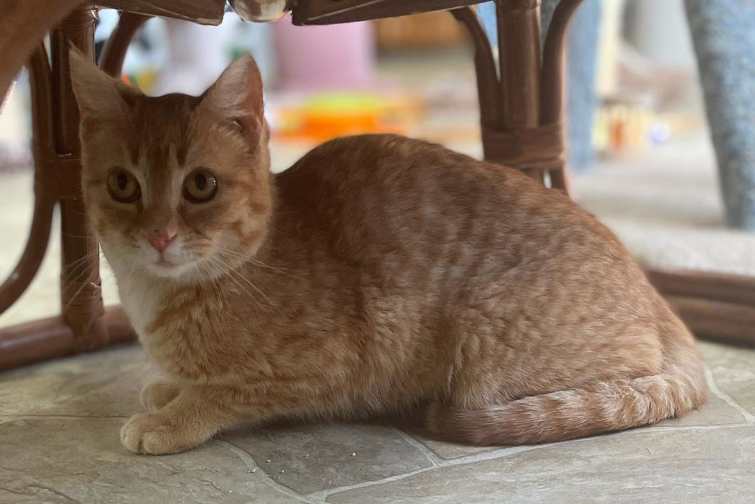 Enlarge Tiny, a Adoptable Domestic Short Hair in Neillsville, WI image 4/6