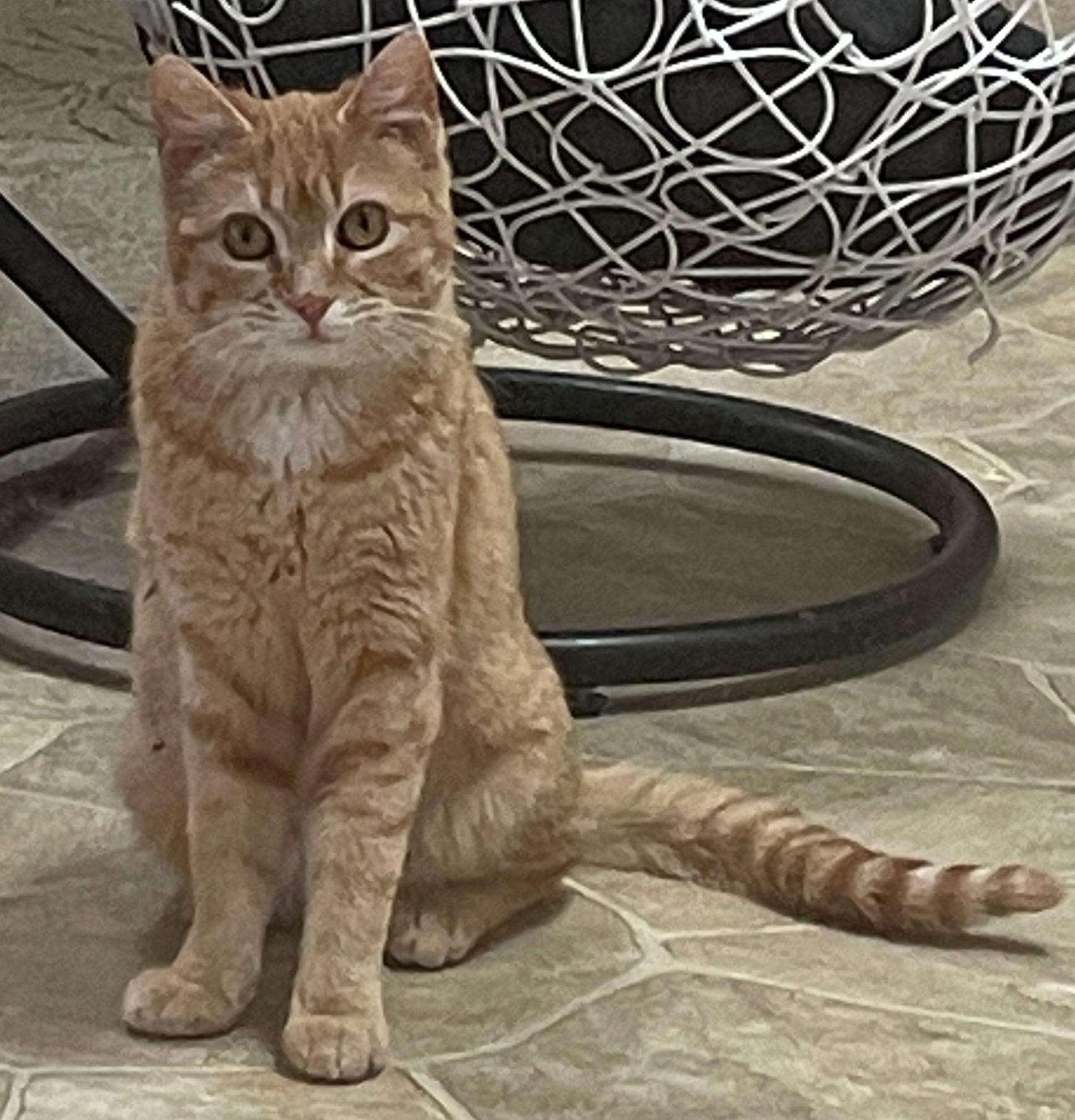 Tiny, Adoptable, Kitten Female Domestic Short Hair.