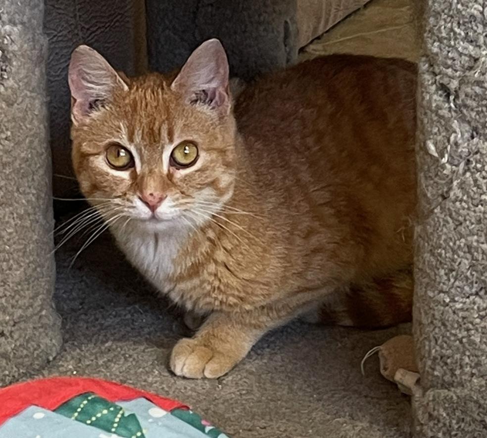 Enlarge Tiny, a Adoptable Domestic Short Hair in Neillsville, WI image 2/6