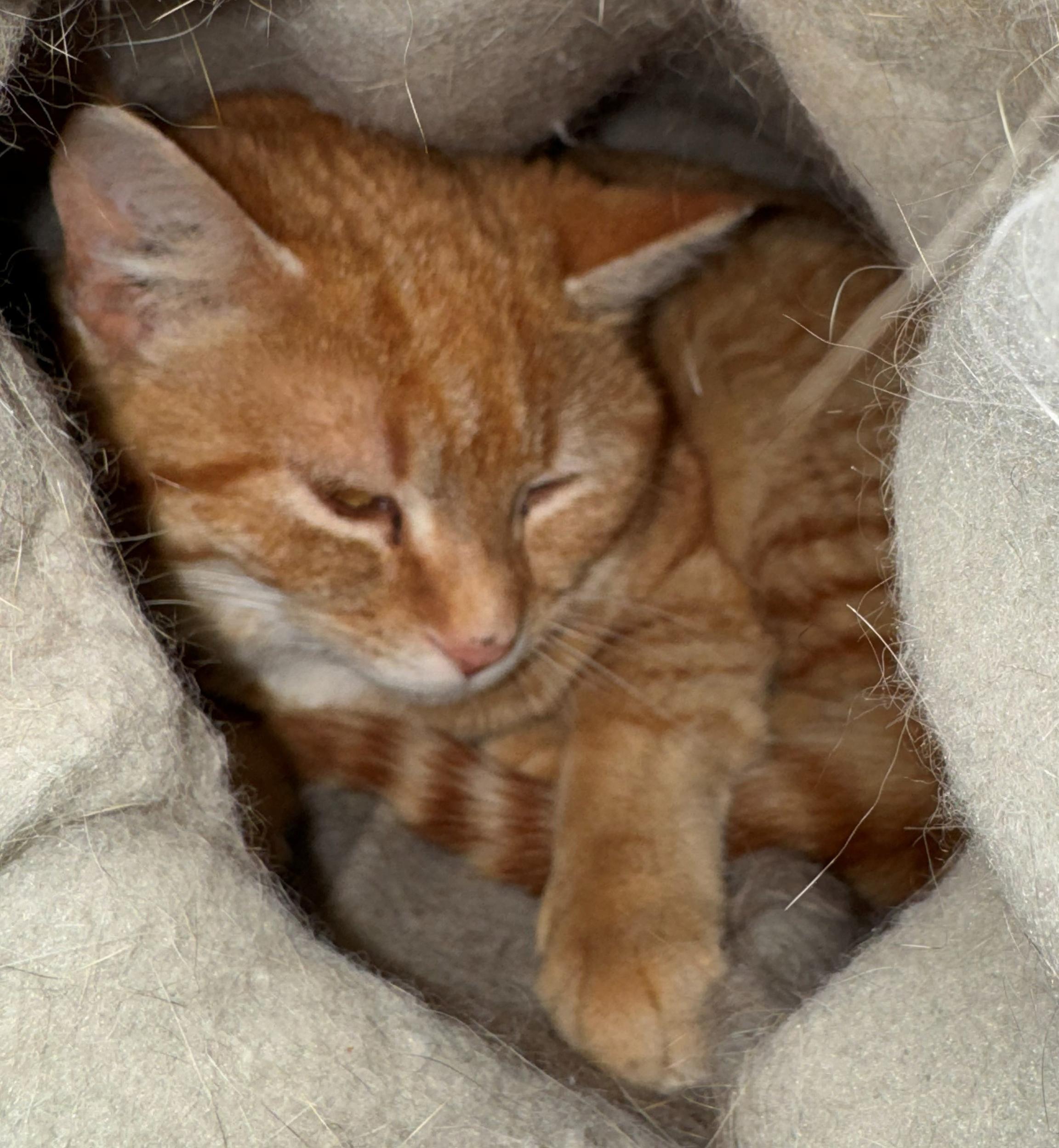 Enlarge Tiny, a Adoptable Domestic Short Hair in Neillsville, WI image 5/6