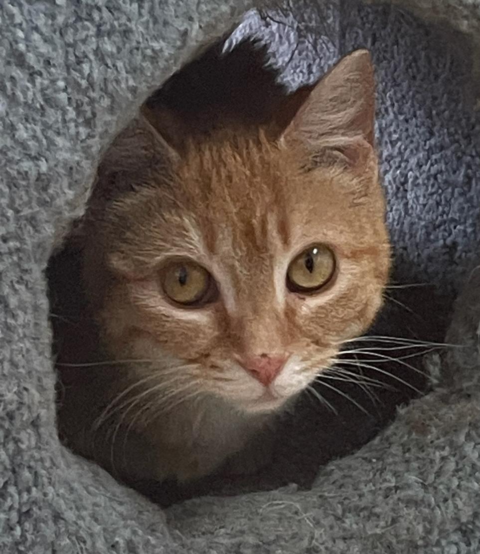 Enlarge Tiny, a Adoptable Domestic Short Hair in Neillsville, WI image 3/6
