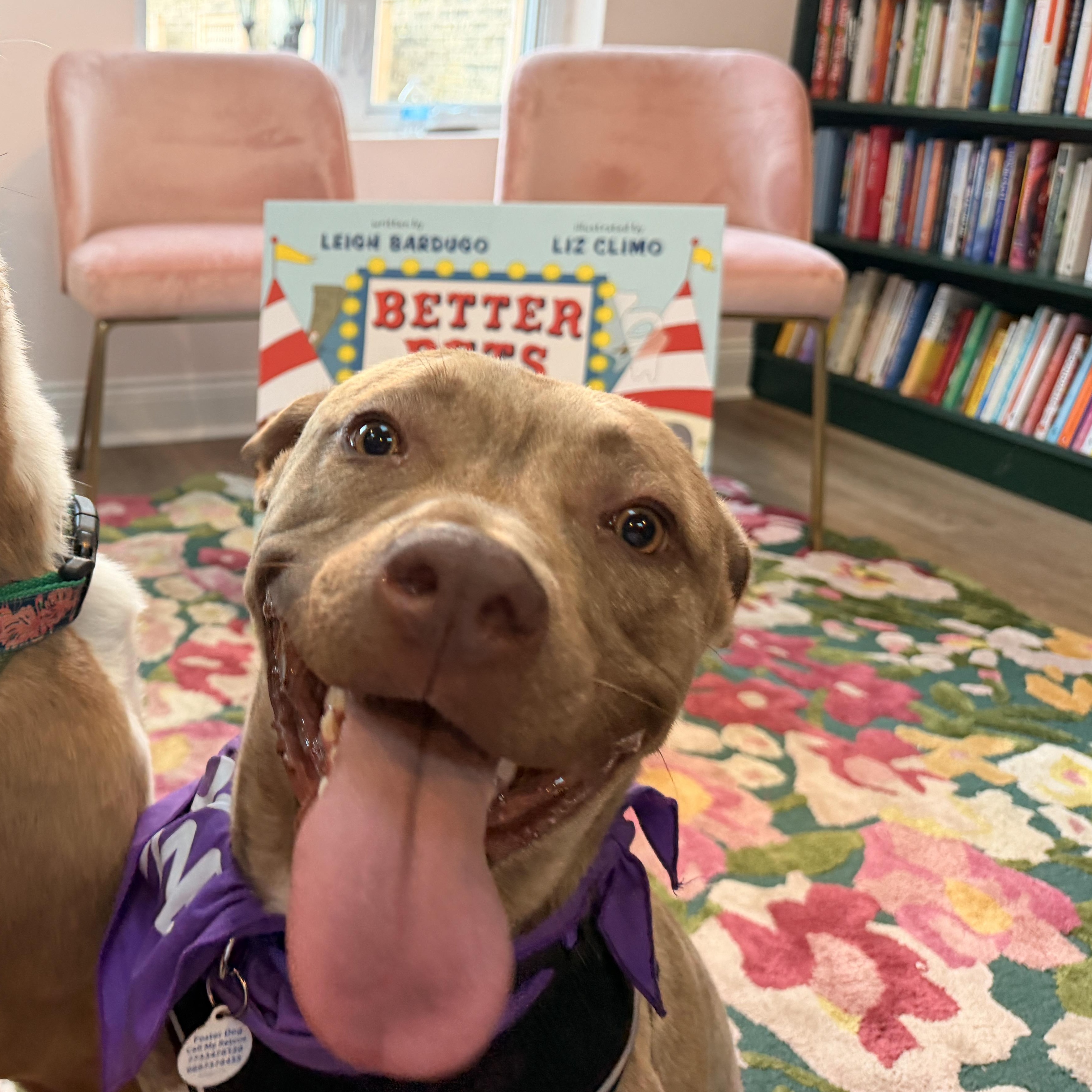 Soleil, an adoptable mixed breed in Chicago, IL image 1/6
