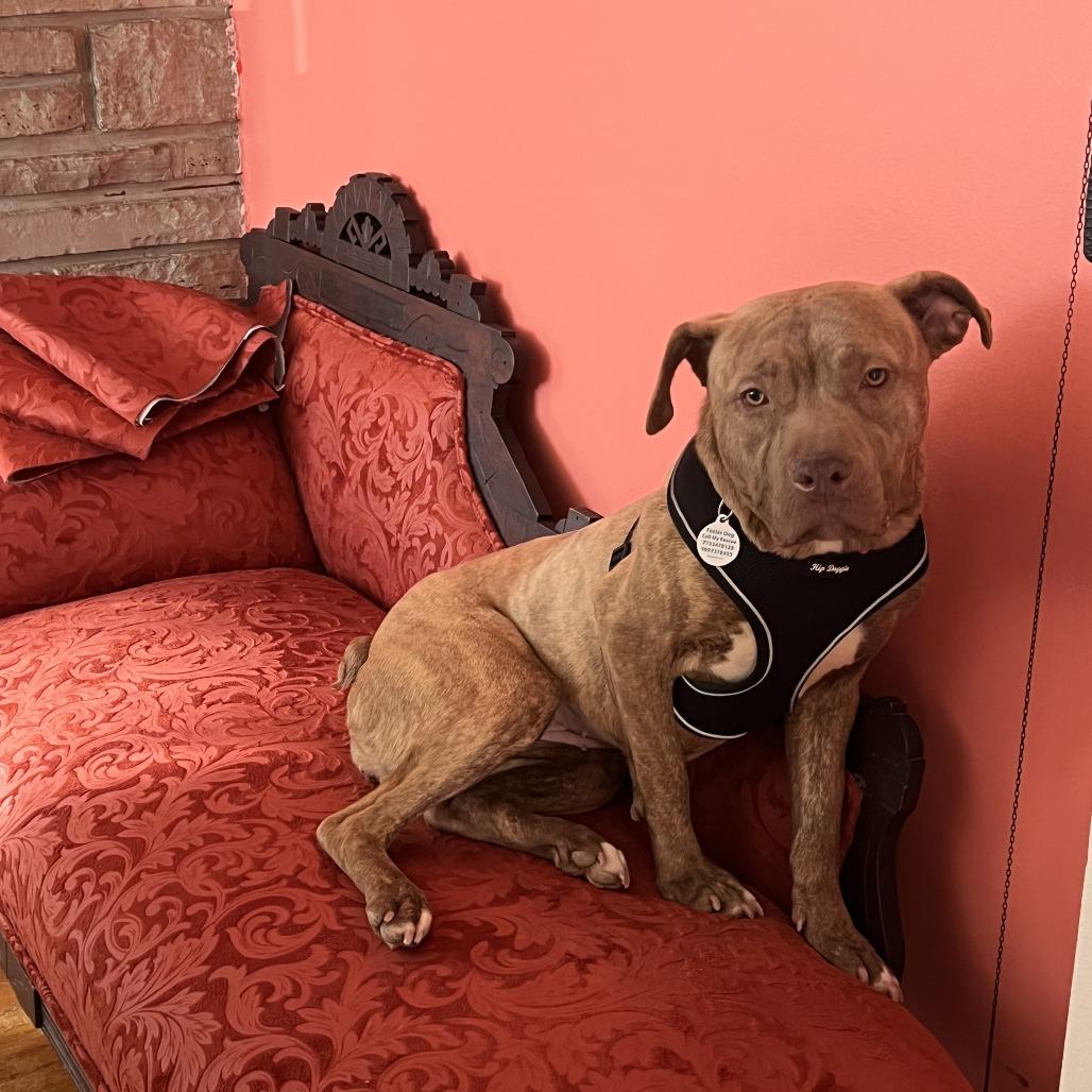 Soleil, ADOPTABLE, Adult Female Pit Bull Terrier.