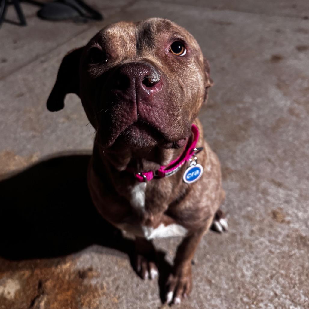 Enlarge Soleil, a ADOPTABLE mixed breed in Chicago, IL image 3/4