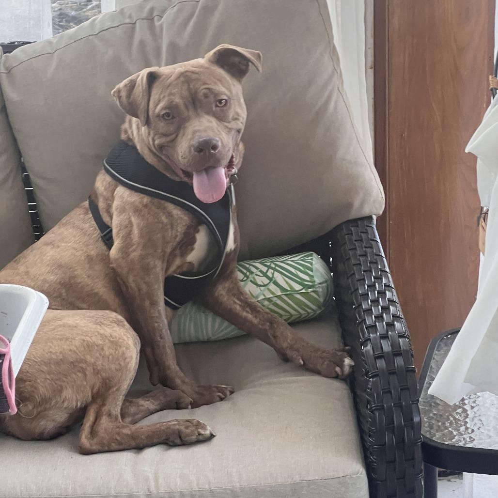 Enlarge Soleil, a ADOPTABLE mixed breed in Chicago, IL image 2/4