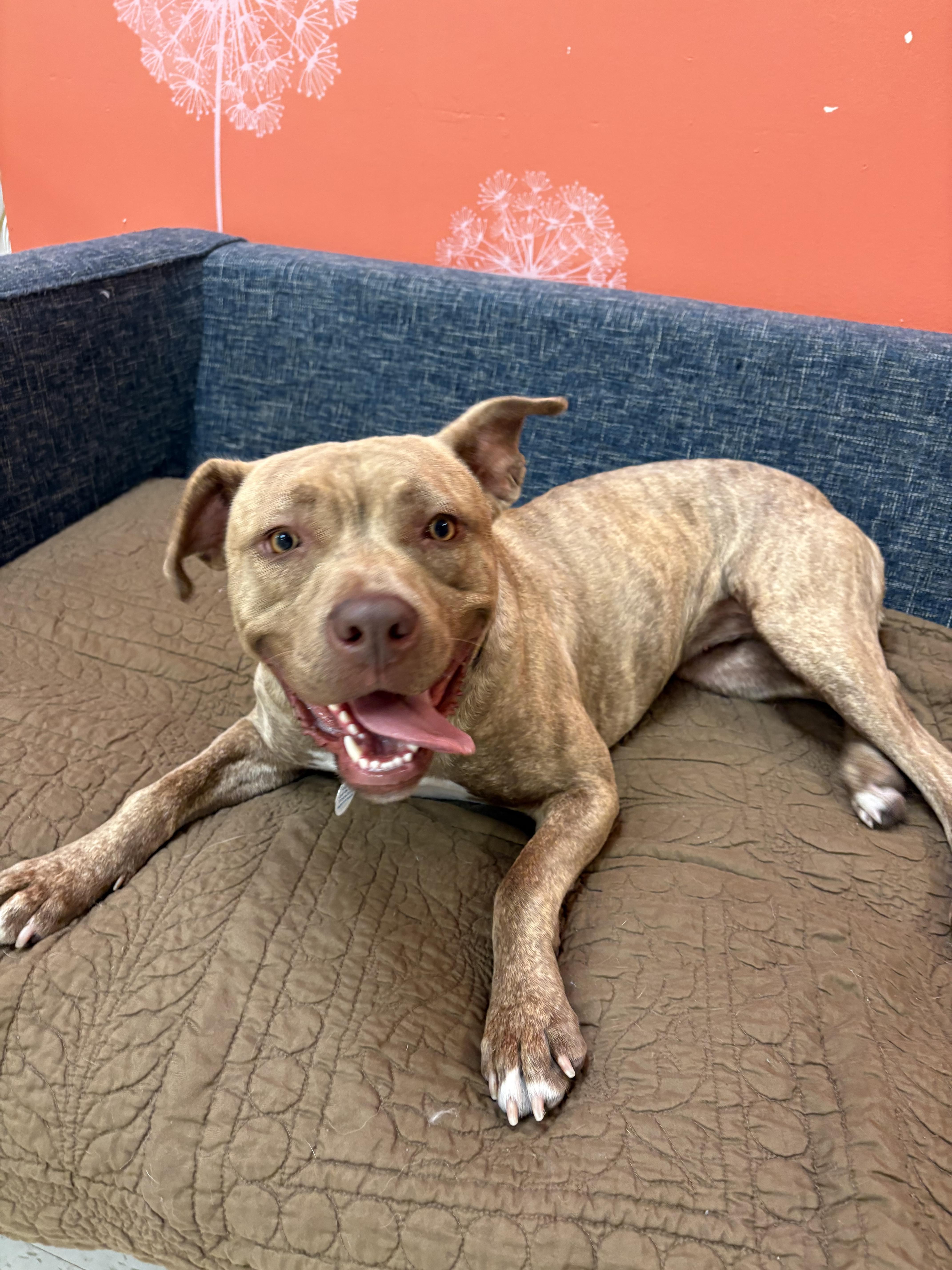 Soleil, an adoptable mixed breed in Chicago, IL image 6/6