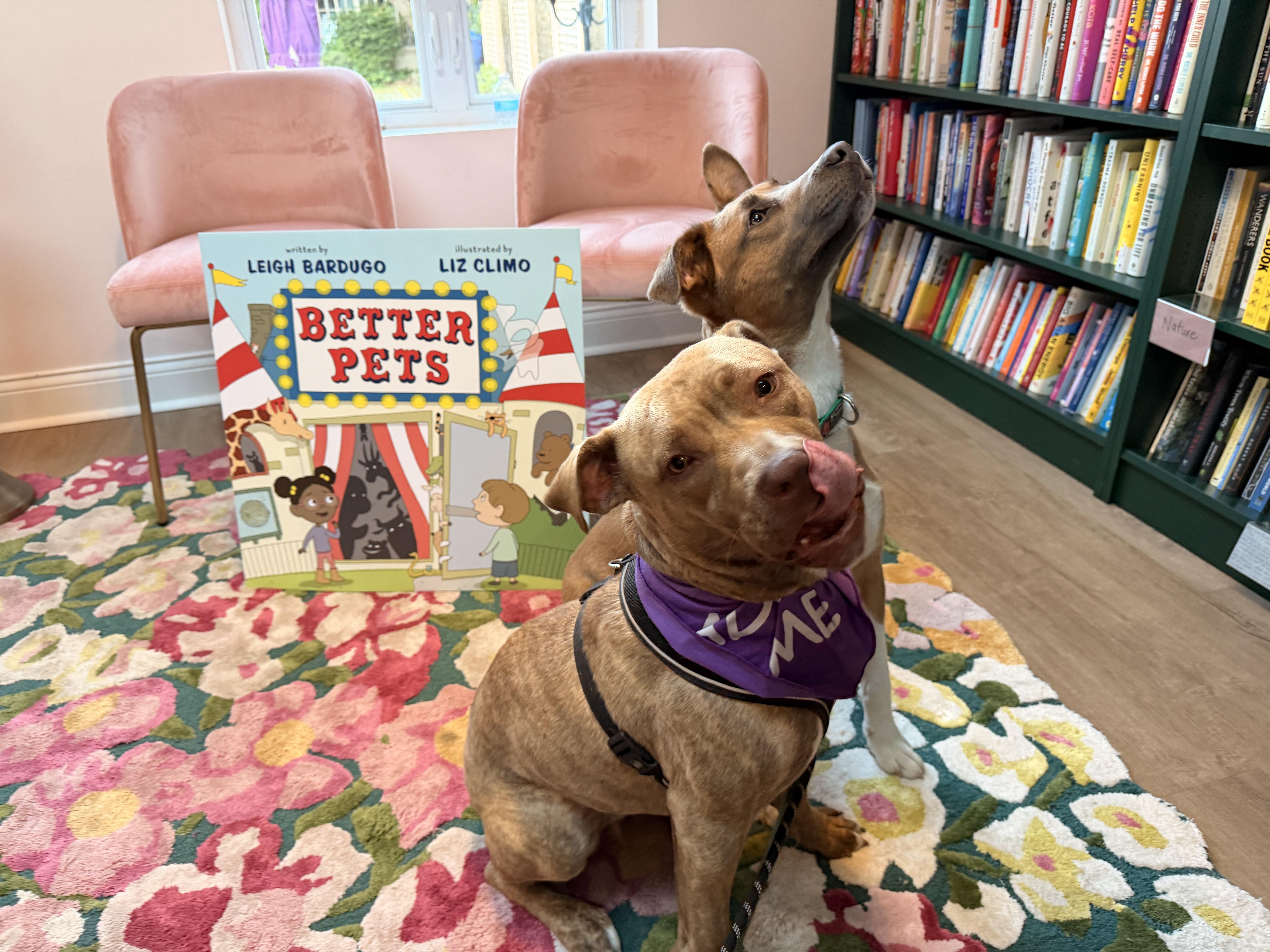 Soleil, an adoptable mixed breed in Chicago, IL image 5/6