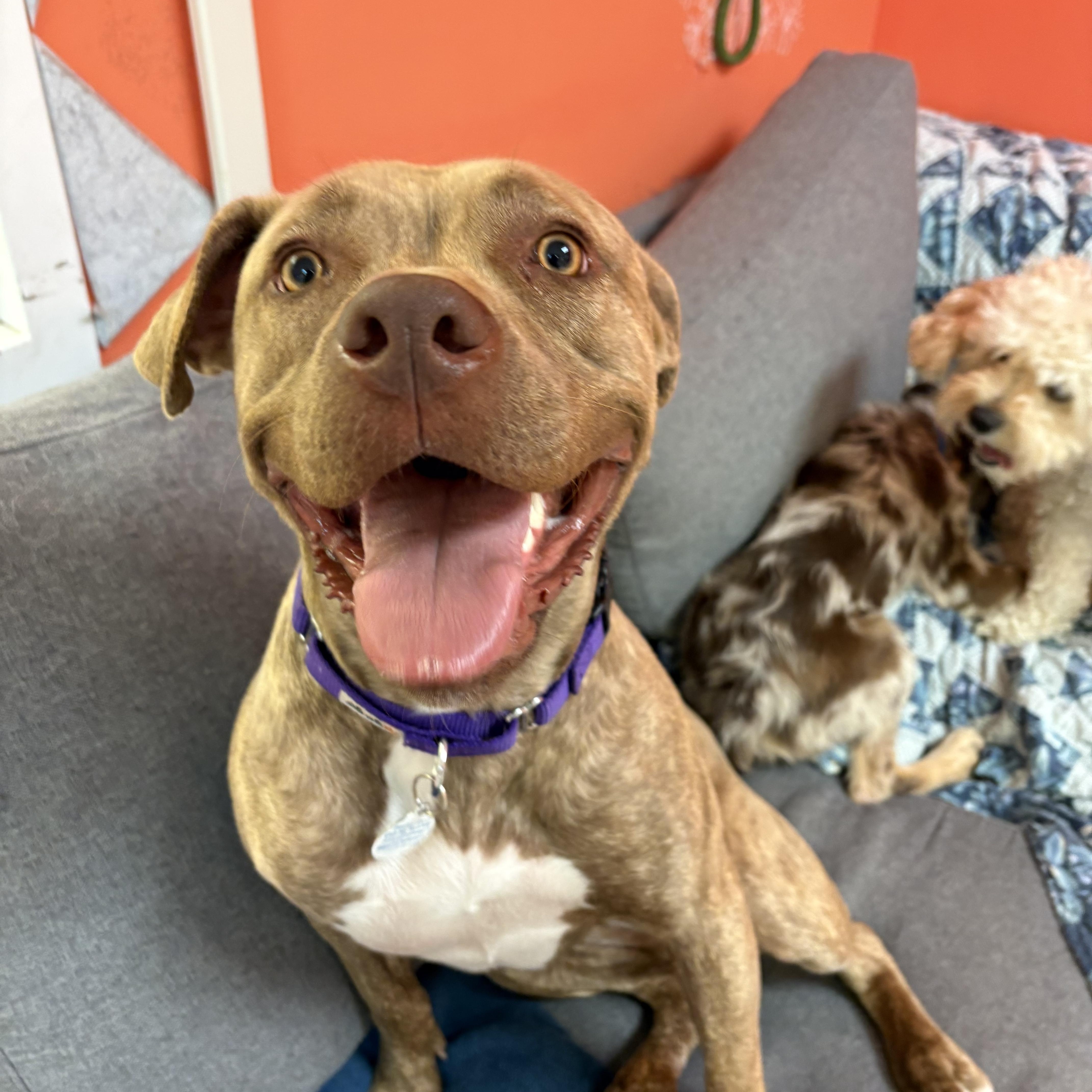 Soleil, an adoptable mixed breed in Chicago, IL image 3/6
