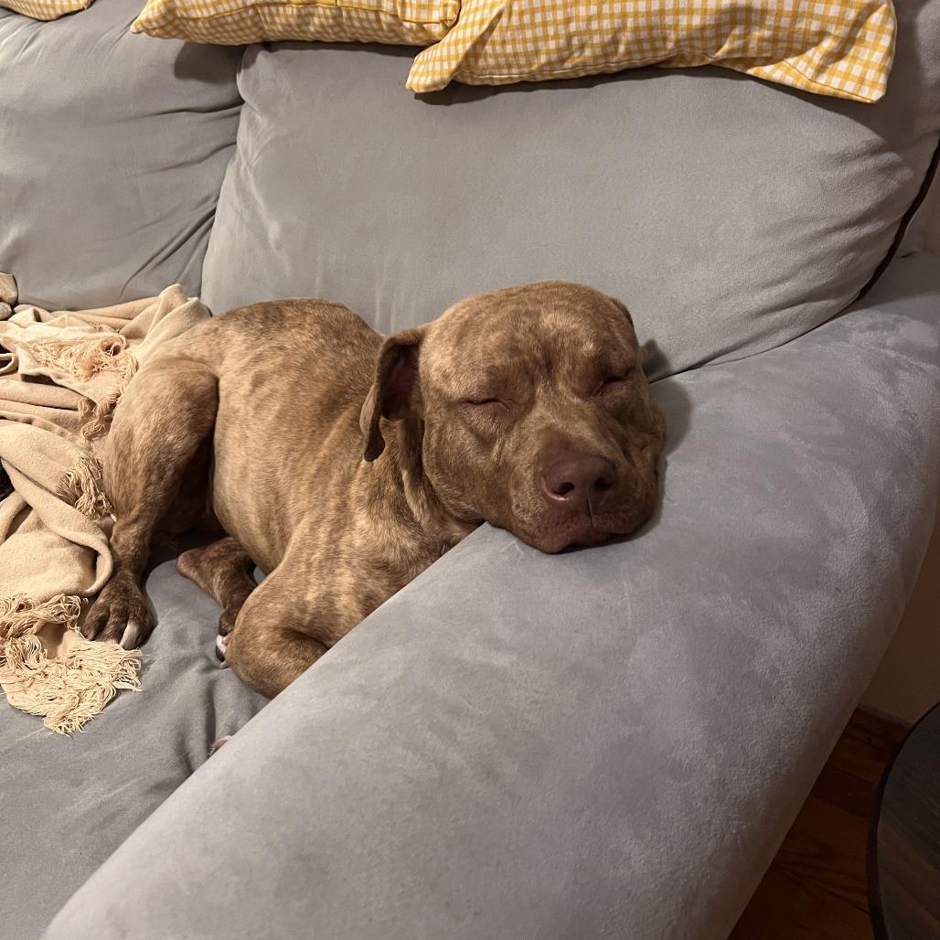 Enlarge Soleil, a ADOPTABLE mixed breed in Chicago, IL image 4/4