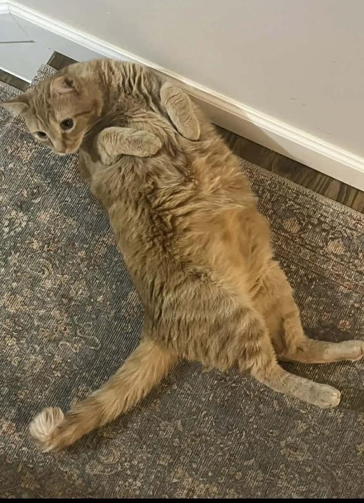 Marlin, a Adoptable Tabby in Martinsburg, WV image 1/6