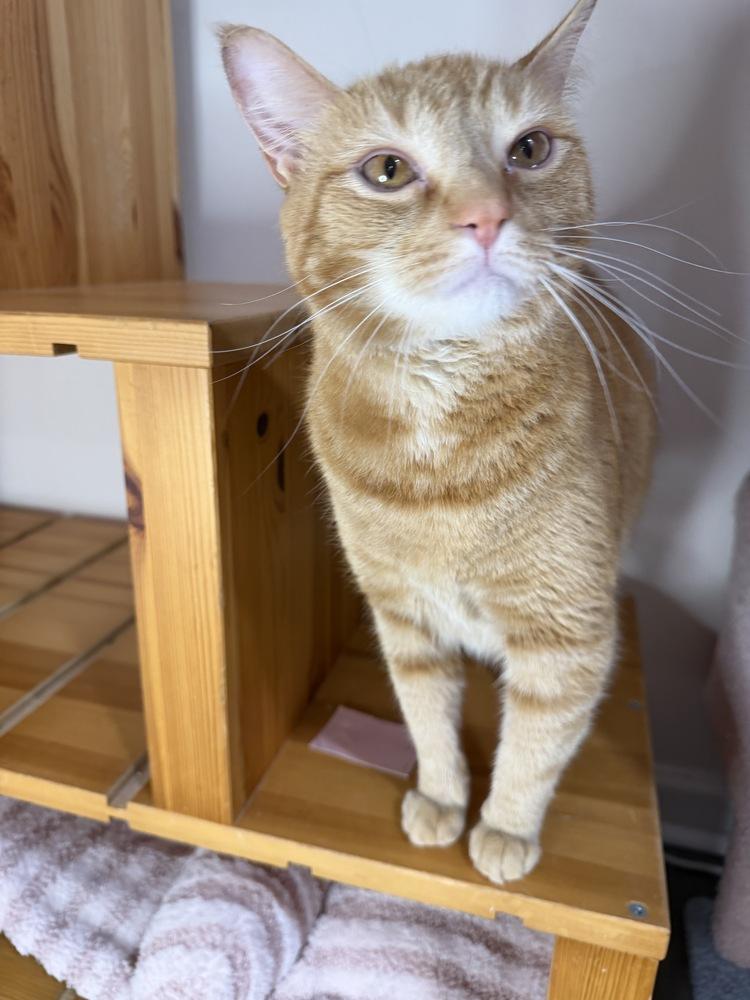 Marlin, a Adoptable Tabby in Martinsburg, WV image 2/6
