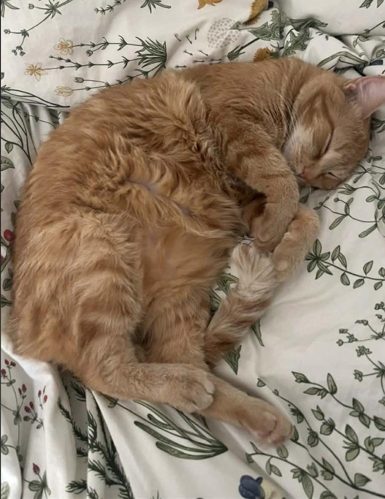 Marlin, a Adoptable Tabby in Martinsburg, WV image 3/6