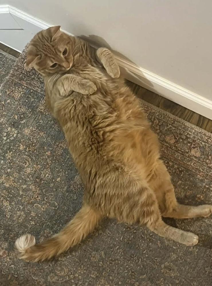Marlin, a Adoptable Tabby in Martinsburg, WV image 4/6