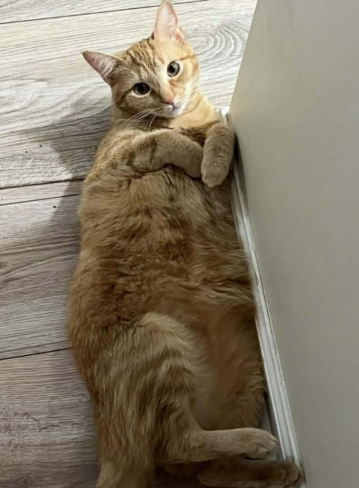 Marlin, a Adoptable Tabby in Martinsburg, WV image 5/6