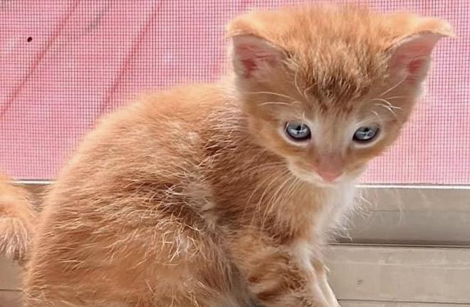 Marlin, a Adoptable Tabby in Martinsburg, WV image 6/6