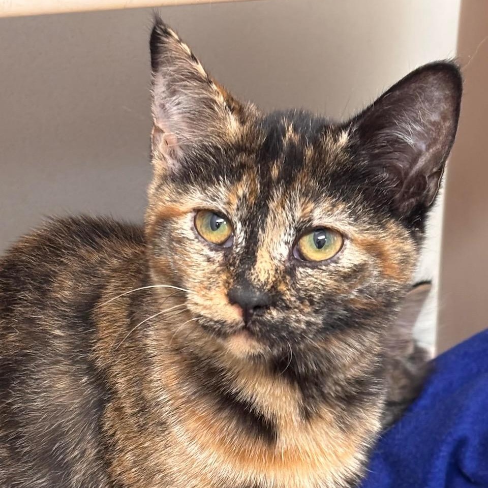 Enlarge Sushi, an adopted Domestic Short Hair in Batavia, NY image 1/1