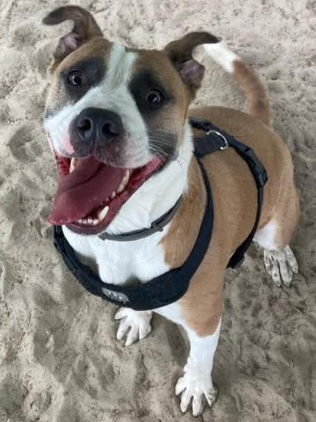 Enlarge Chloe, an adopted mixed breed in Manning, SC image 1/1