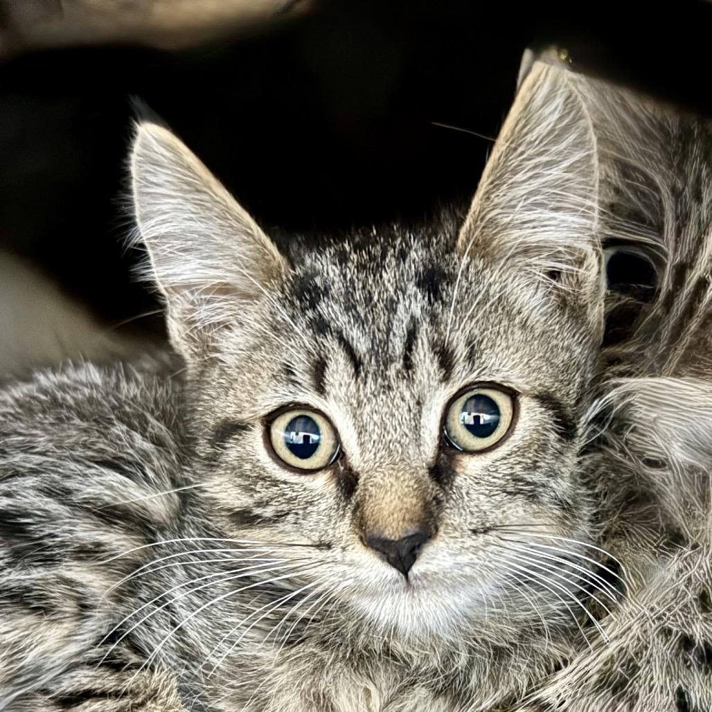 Moonlight, Adoptable, Kitten Male Domestic Medium Hair.