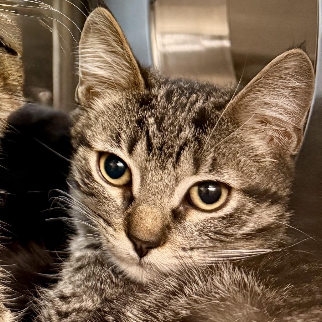 Enlarge Moonlight, a Adoptable Domestic Medium Hair in Riverside, CA image 2/3