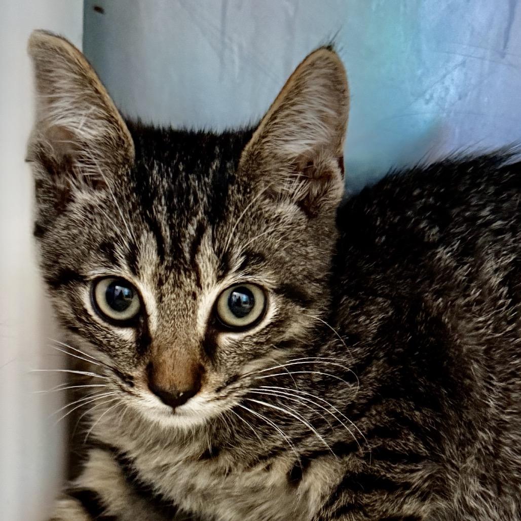 Enlarge Moonlight, a Adoptable Domestic Medium Hair in Riverside, CA image 3/3