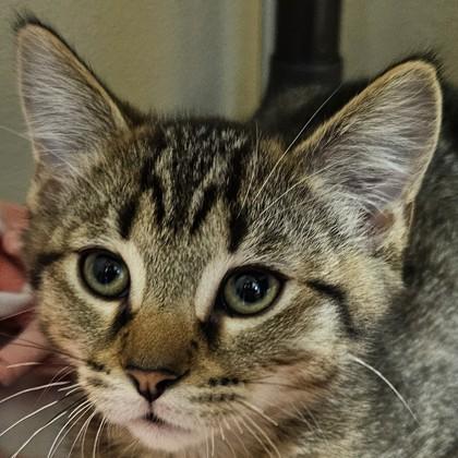 Gromit, Adoptable, Kitten Male Domestic Short Hair & Domestic Short Hair.