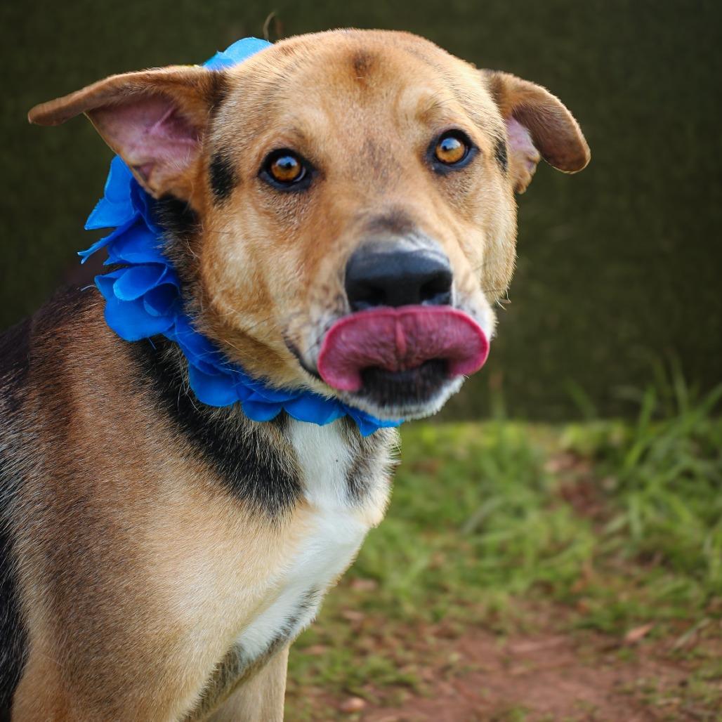 Enlarge Tony, a Adoptable mixed breed in Lake Jackson, TX image 1/2