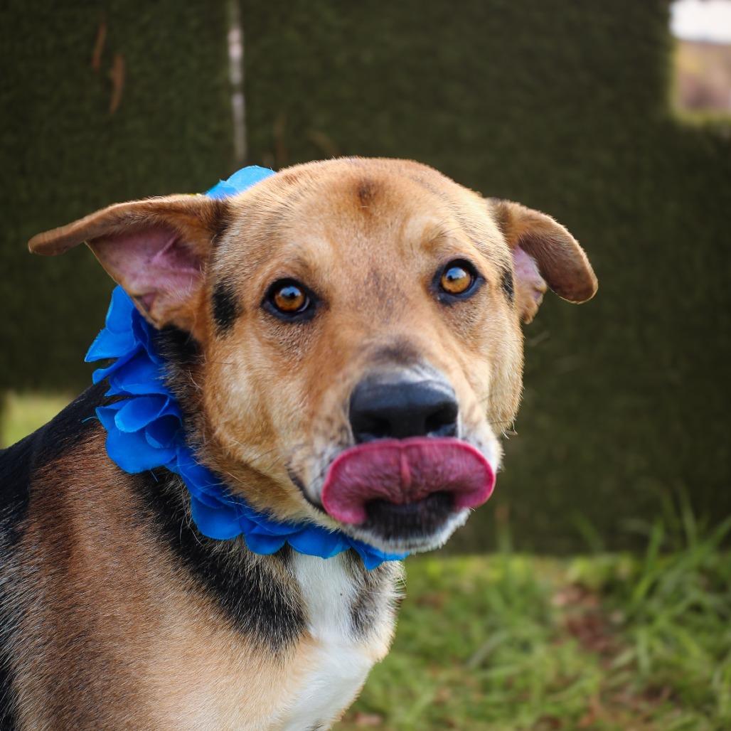 Enlarge Tony, a Adoptable mixed breed in Lake Jackson, TX image 1/2