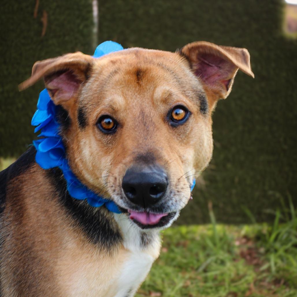 Enlarge Tony, a Adoptable mixed breed in Lake Jackson, TX image 2/2