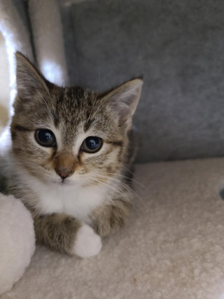 Baguette, a Adoptable mixed breed in Westfield, WI image 2/4