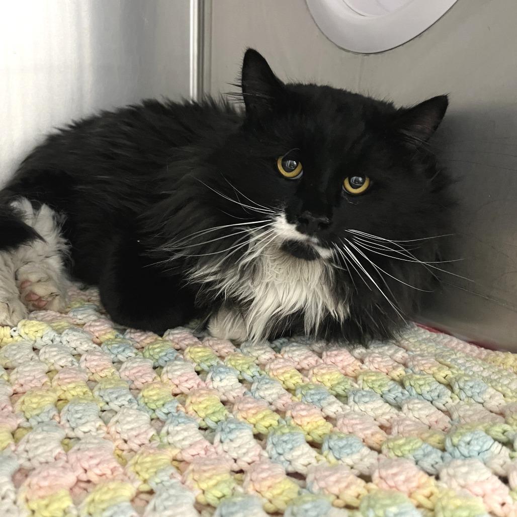 Gizmo, Adoptable, Adult Male Domestic Long Hair.