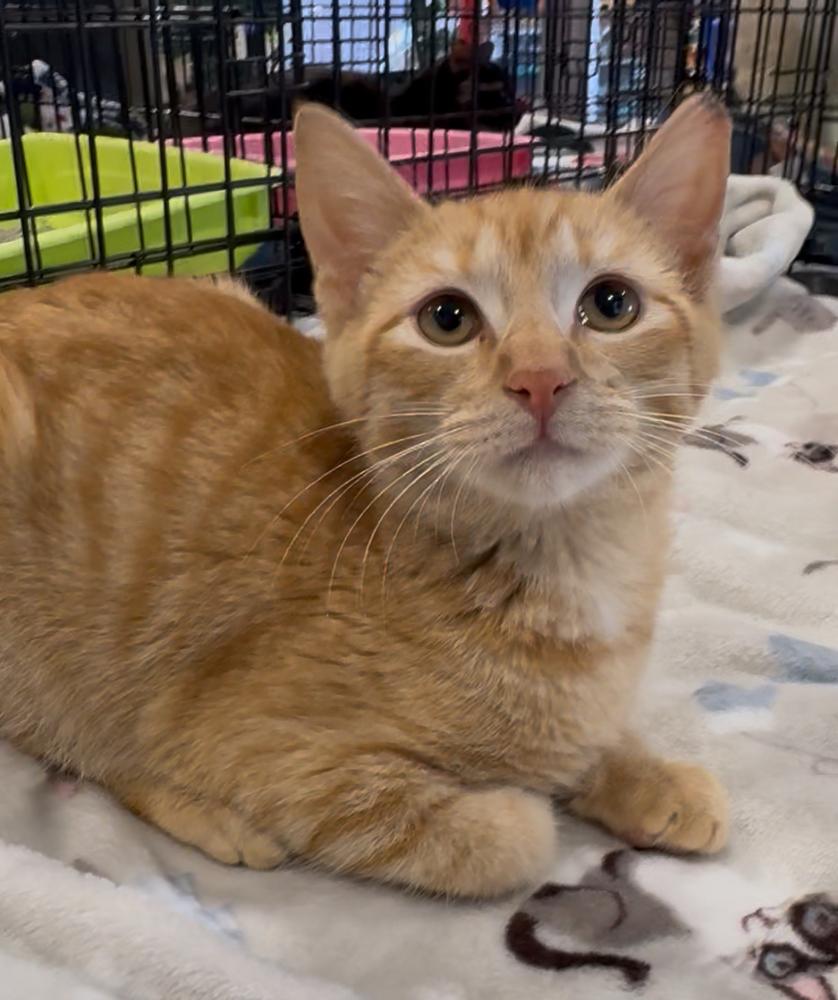 Shorty, Adoptable, Kitten Male Domestic Short Hair.