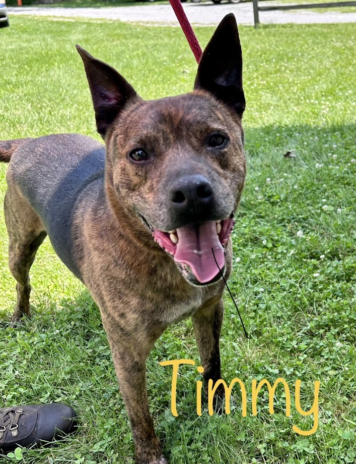 Timmy, a Adoptable mixed breed in Springfield, OH image 1/4