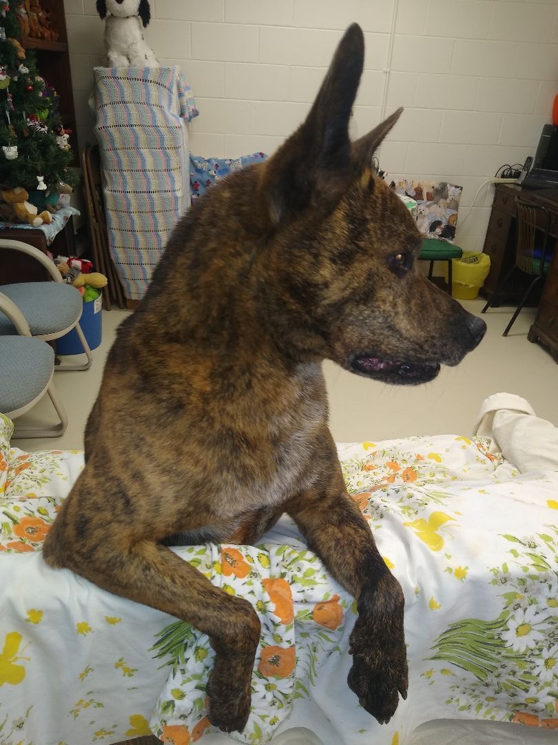 Timmy, a Adoptable mixed breed in Springfield, OH image 2/4