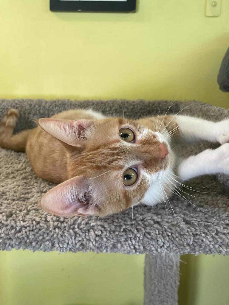 Visa, Adoptable, Kitten Male Domestic Short Hair.