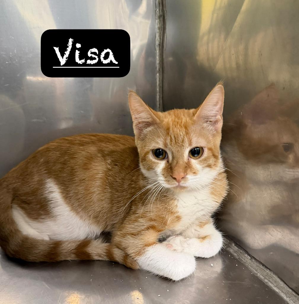 Enlarge Visa, a Adoptable mixed breed in Maumelle, AR image 2/4